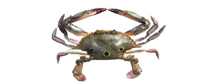 3 Spotted Crab (Portunus sanguinolentus)